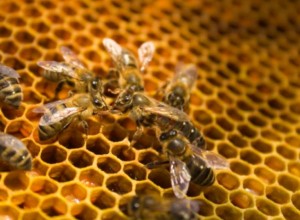 Dolgozó méhek