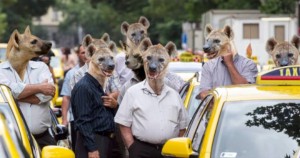 Taxis hiénák