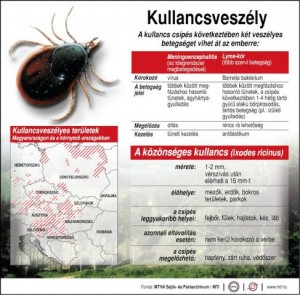 Kullancs 1