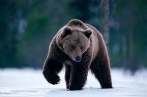 Staffan_Widstrand3_WWF