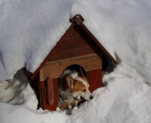 Behavazott kutyaház