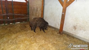 Rugó a NOÉ Állatotthonban