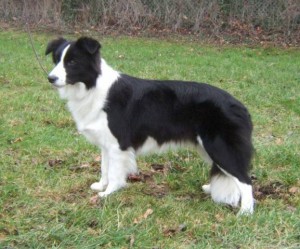 Border collie
