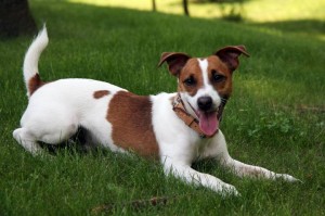 Jack Russell Terrier