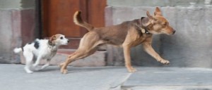 Négylábú kedvenceink