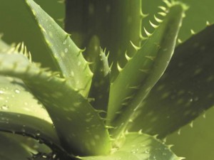 Aloe Vera 1