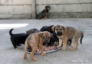 Utcára dobott kutyusok