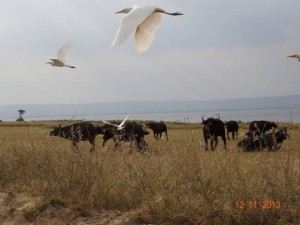 Jakkel doktor alkotása