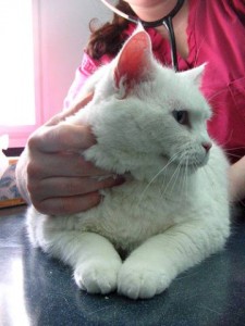 Cica az állatorvosnál