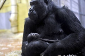 Gorillák