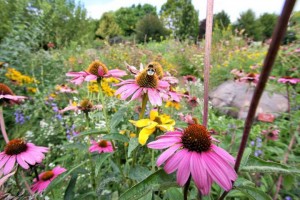 Ilyen egy bécsi rovarbarát kert