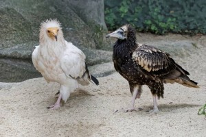 Fiatal egyiptomi keselyű anyjával