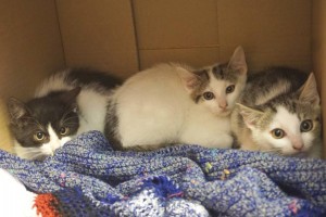 Cicák Tierquartier Wien fotóján