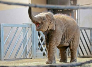 Arun az Elefántházban